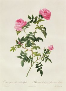 Rosa Sepium Flore Submultiplici by Pierre Joseph Redouté